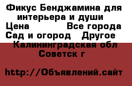 Фикус Бенджамина для интерьера и души › Цена ­ 2 900 - Все города Сад и огород » Другое   . Калининградская обл.,Советск г.